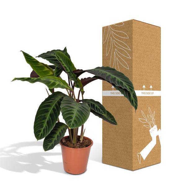 Calathea Warscewiczii – Pfauenpflanze – Ø19cm x H70cm – Samtige Zimmerpflanze mit gemusterten Blättern – Für schattige Standorte – Pflegeleicht – Direkt aus der Gärtnerei