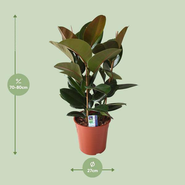 Gummibaum - Ficus Elastica Robusta - Zimmerpflanze - Ø27cm - ↕80cm