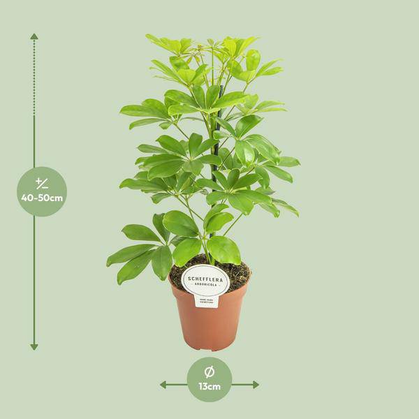 Strahlenaralie - Schefflera Nora - Zimmerpflanze - Ø13cm - ↕45cm