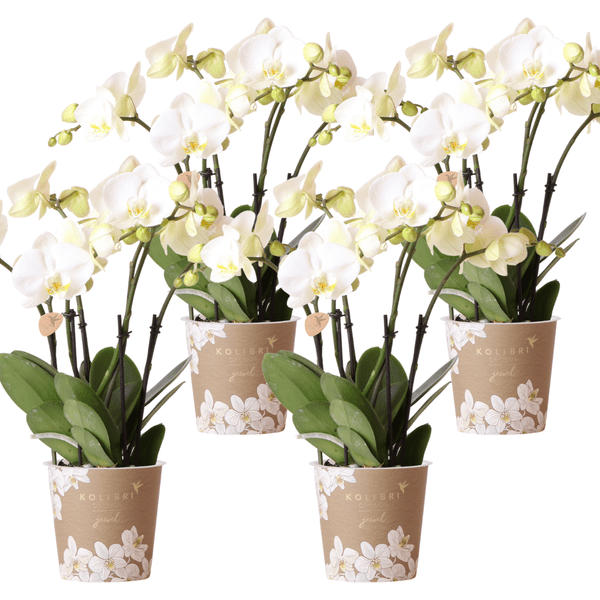 Orchidee Gent Weiß – 4er Set – Zimmerpflanzen mit weißen Blüten – Ø12cm – Frisch vom Bauern – Langlebige Blüte – Elegante Wohnraum-Deko