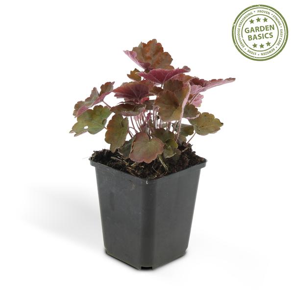 Rotblättriges Silberglöckchen - Heuchera mic. 'Palace Purple' - ↕10-25cm - Ø9cm - 6 Stück