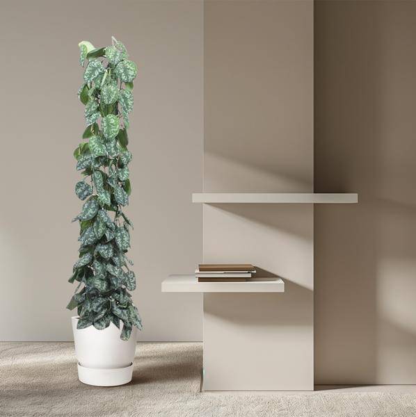 Efeutute – Scindapsus Pictus Trebie – Zimmerpflanze – 160cm – Ø27cm – pflegeleichte Kletterpflanze mit silber gemusterten Blättern
