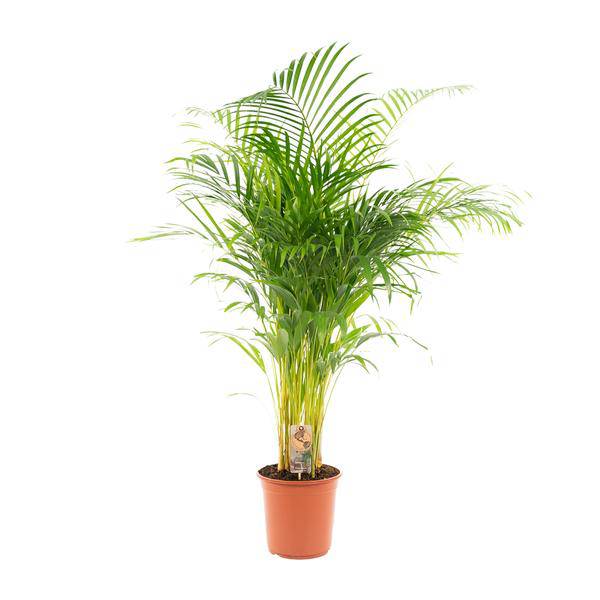 Betelpalme Areca-Palme – Zimmerpflanze Ø24cm – 130cm hoch – Luftreinigende Goldfruchtpalme