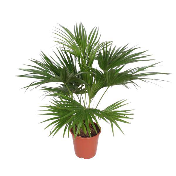 Chinesische Schirmpalme - Livistona Chinensis - Zimmerpflanze - 170cm - ø27cm