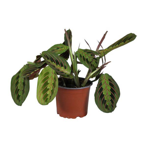 Marante - Maranta Leuconeura Fascinator - Zimmerpflanze - Ø12cm - ↕30cm