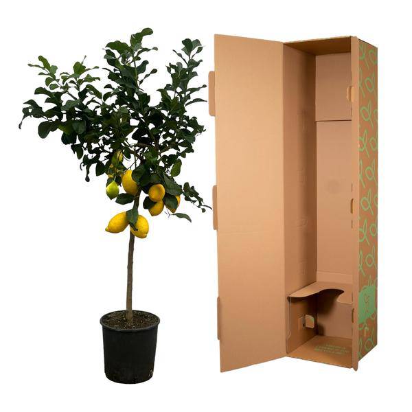Zitronenbaum – Citrus Lemon – Mediterrane Kübelpflanze für Balkon Terrasse Wintergarten – Ø24cm – ↕150cm
