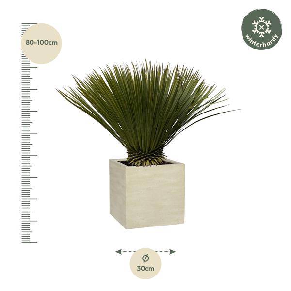 Palmlilie – Yucca Rostrata – Zimmerpflanze 80cm – Ø30cm – Exotische Wüstenpflanze mit blaugrauen Blättern – Pflegeleichte Kübelpflanze für Wohnzimmer, Terrasse & Wintergarten