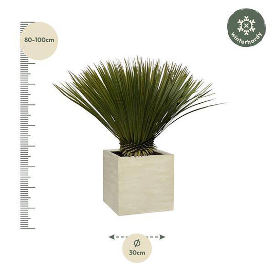 Palmlilie – Yucca Rostrata – Zimmerpflanze 80cm – Ø30cm – Exotische Wüstenpflanze mit blaugrauen Blättern – Pflegeleichte Kübelpflanze für Wohnzimmer, Terrasse & Wintergarten