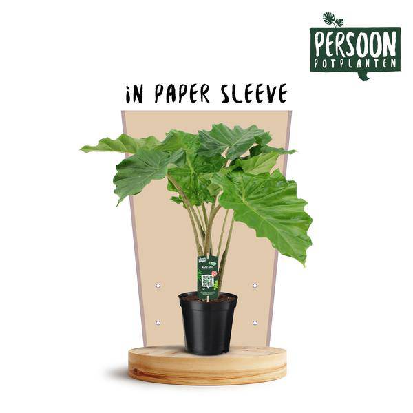 Elefantenohr - Alocasia Portodora - Zimmerpflanze - Ø21cm - ↕75cm