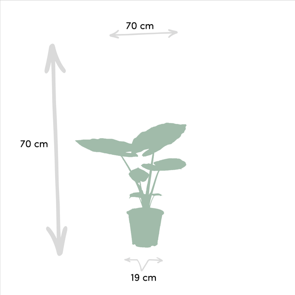 Pflanzenset - Strelitzia Nicolai - Ø19cm - ↕85cm + Alocasia Macrorrhiza - Ø19cm - ↕70cm
