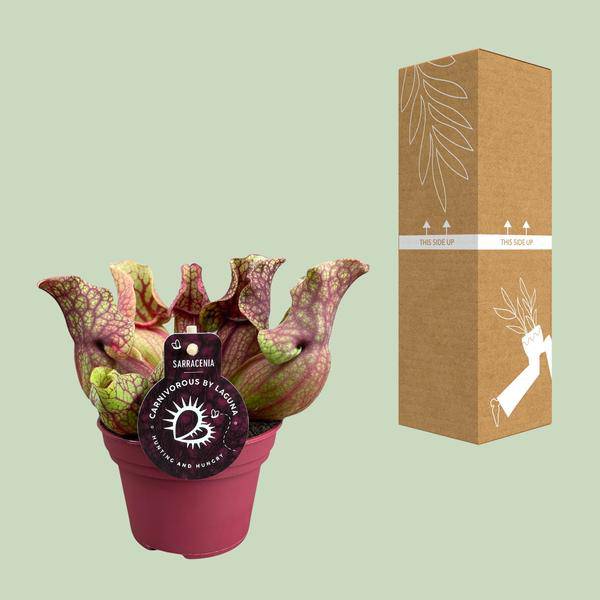 Schlauchpflanze Sarracenia Venosa – Kannenpflanze – Zimmerpflanze – Ø12cm Topf – ca. 20cm – Pflegeleicht & Exotisch