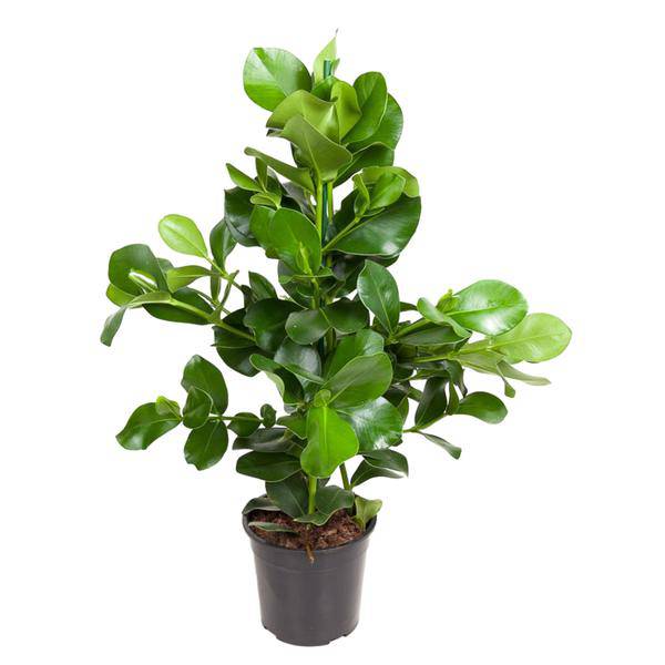 Balsamapfel - Clusia Rosea - Zimmerpflanze - 130cm - ø24cm