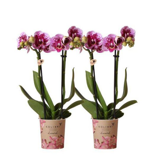 2er-Set Phalaenopsis Orchideen „El Salvador“ – Rosa-lila Blüten – Ø9cm – Blühende Zimmerpflanzen ohne Ziertopf – Diamond-Linie – Pflegeleicht & dekorativ