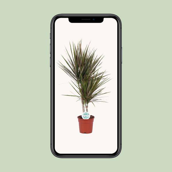 Drachenbaum - Dracaena Bicolor - Zimmerpflanze - Ø17cm - ↕75cm