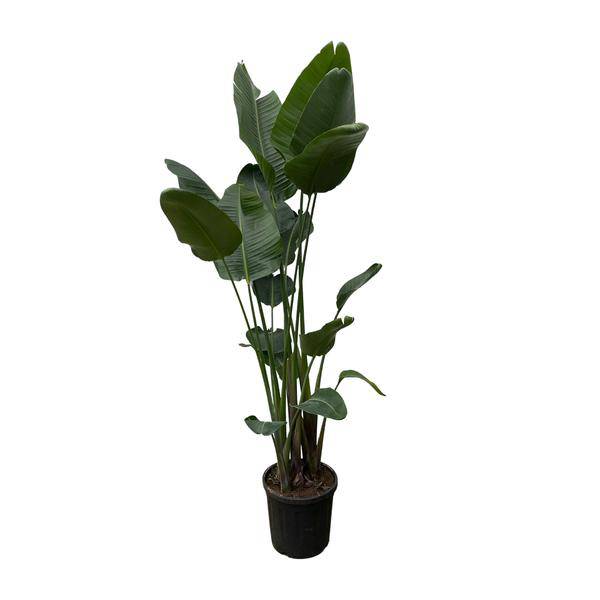 Strelitzia Nicolai - Baumstrelitzie - Zimmerpflanze - 250 cm - ø50cm