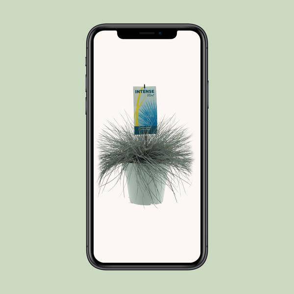 Blau-Schwingel - Festuca Glauca Intense Blue - Ø23cm - ↕50cm