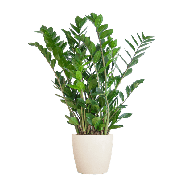 Zamioculcas Zamiifolia Glücksfeder – robuste Zimmerpflanze ↕80cm Ø21cm – pflegeleichte Smaragdpalme im nachhaltigen Viber Topf Weiß