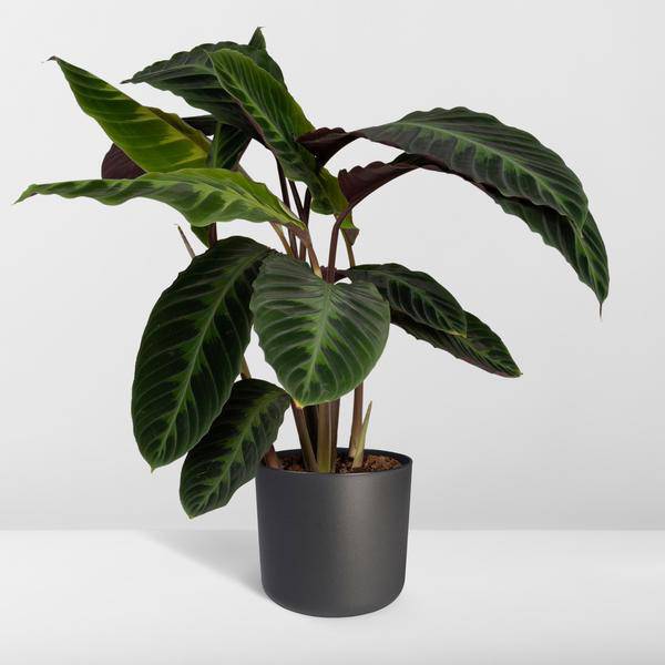 Calathea Warscewiczii – Pfauenpflanze – Ø19cm x H70cm – Samtige Zimmerpflanze mit gemusterten Blättern – Für schattige Standorte – Pflegeleicht – Direkt aus der Gärtnerei