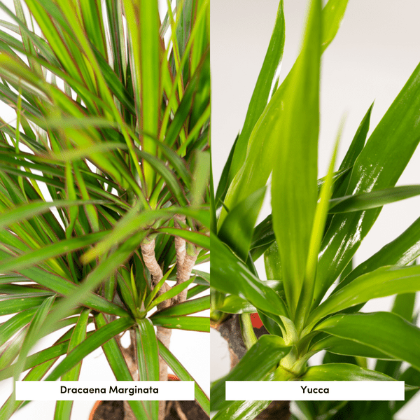 Pflanzset Drachenbaum Dracaena 70cm + Palmlilie Yucca 90cm – Exotische Zimmerpflanzen – Ø17cm – Luftreinigend – Pflegeleicht – Direkt aus der Gärtnerei