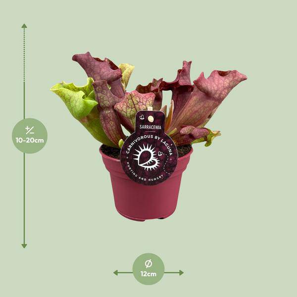 Schlauchpflanze Sarracenia – Kannenpflanze – Zimmerpflanze – Ø12cm Topf – ca. 20cm – Pflegeleicht & Exotisch