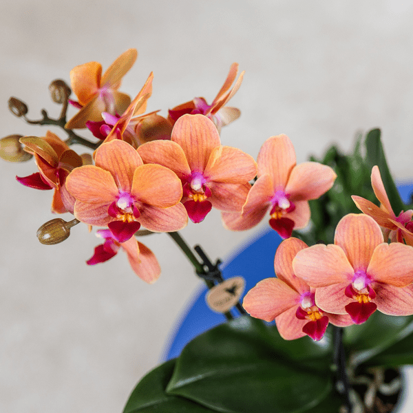 Orange Phalaenopsis Orchidee Bolzano mit 2-3 Stielen im SternFisch Blumentopf Ø9cm – Zimmerpflanze im maritimen Design für Wohnzimmer Büro Deko