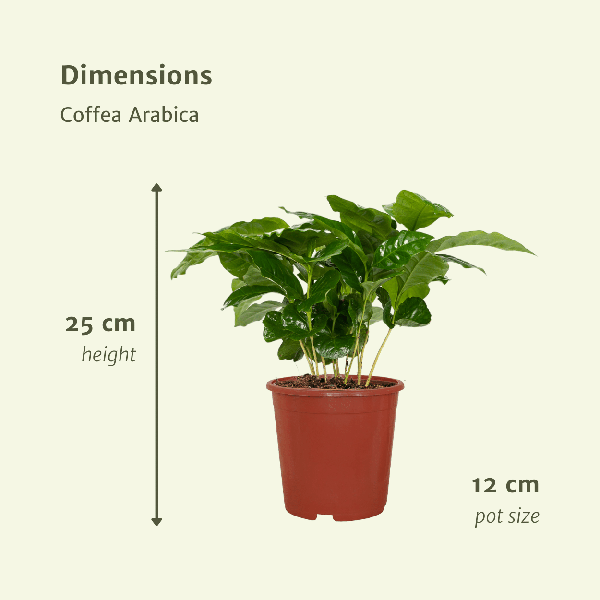 Kaffeepflanze - Coffea Arabica - Zimmerpflanze - Ă12cm - â25cm - 2 StĂŒckÂ