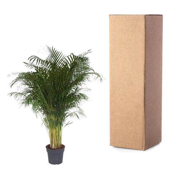 Goldfruchtpalme – Dypsis Lutescens – Areca-Palme – Zimmerpflanze – 200 cm hoch – Ø34 cm Topf – Tropisches Grün für Wohnzimmer & Büro – Luftreinigend & pflegeleicht