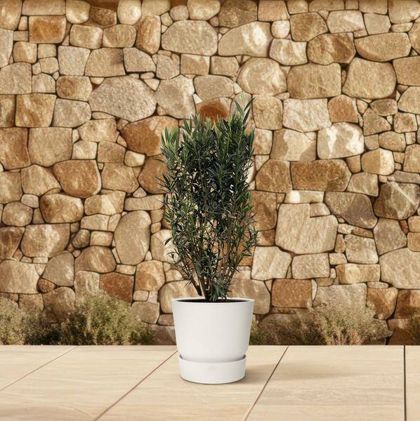 Rosenlorbeer – Nerium Oleander Strauch 180cm – Ø40cm – Immergrüne Kübelpflanze mit duftenden Blüten – Mediterrane Zierpflanze für Garten, Terrasse & Balkon – Pflegeleicht