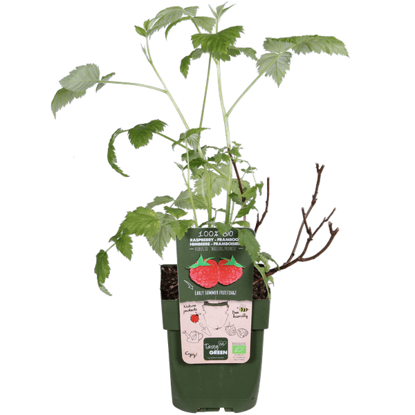 Himbeere Rubus idaeus 'Malling Promise' – Selbstbestäubende Sommer-Himbeere – 100% biologisch – Ø13cm – ca. 45cm Höhe – Leckere rote Früchte