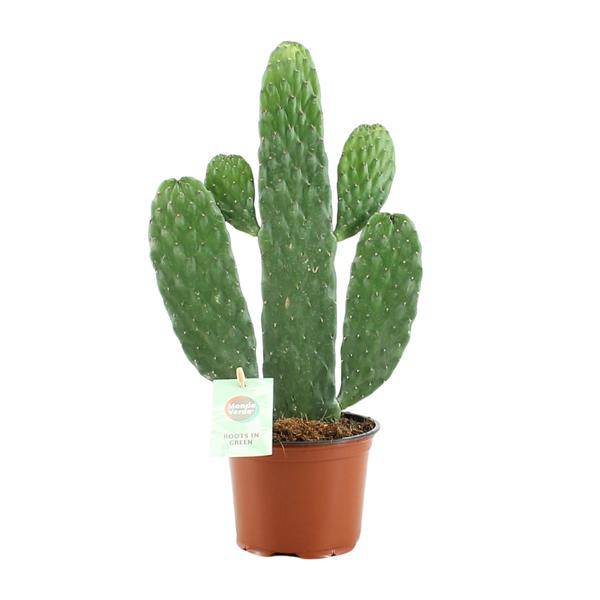 Feigenkaktus – Opuntia Rubescens Consolea – Zimmerpflanze – Ø12 cm Topf – ca. 35 cm hoch – Pflegeleicht & dekorativ – Kaktus für Wohnung & Büro