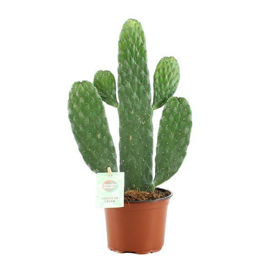 Feigenkaktus – Opuntia Rubescens Consolea – Zimmerpflanze – Ø12 cm Topf – ca. 35 cm hoch – Pflegeleicht & dekorativ – Kaktus für Wohnung & Büro