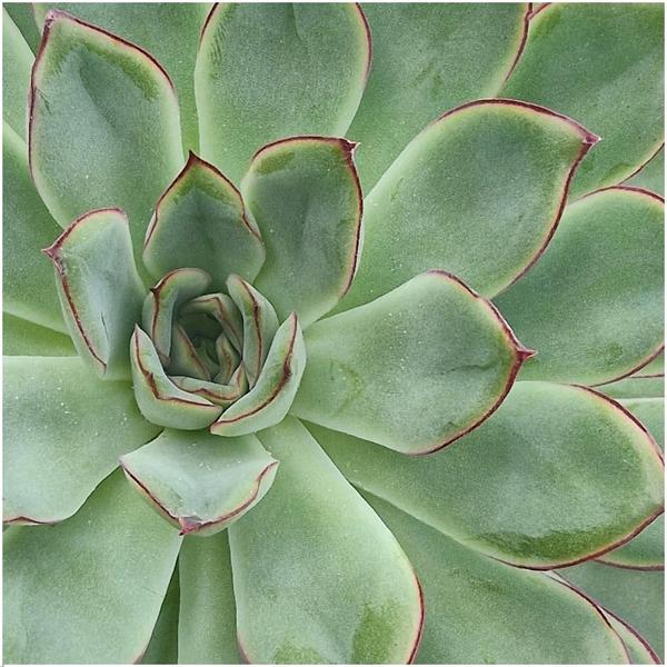 Sukkulente - Echeveria Pulidonis in Schale 'Grün' - Zimmerpflanze - Ø20cm - ↕5cm