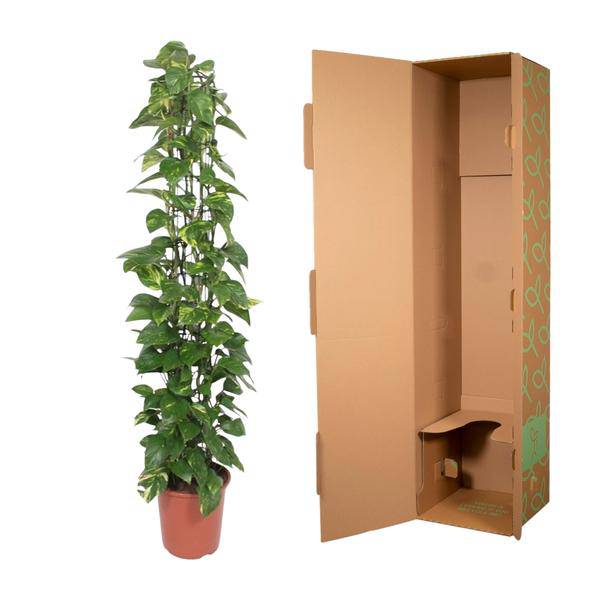 Efeutute – Epipremnum Aureum – Zimmerpflanze – 160 cm hoch – Ø27 cm Topf – Mit Rankgitter – Pflegeleicht & luftreinigend – Grün mit gelben Akzenten – Für Wohnzimmer & Büro