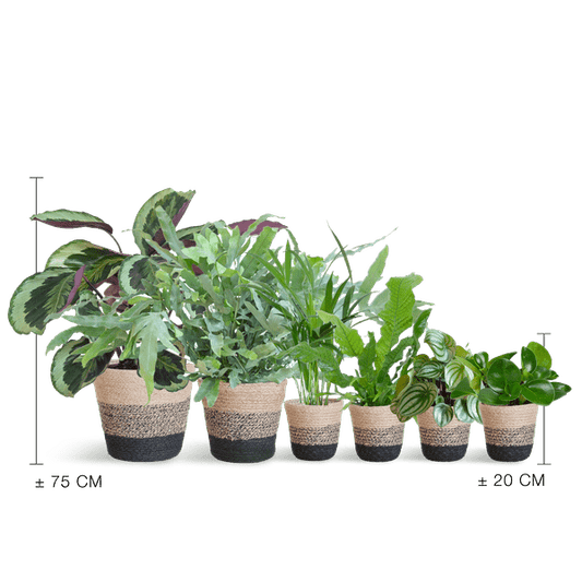 Haustierfreundliches Pflanzenset – 6 ungiftige Zimmerpflanzen für Hunde & Katzen – inkl. Lissabon Pflanzenkorb aus Jute – Calathea, Farn, Goldpalme, Peperomia – Sicher & dekorativ