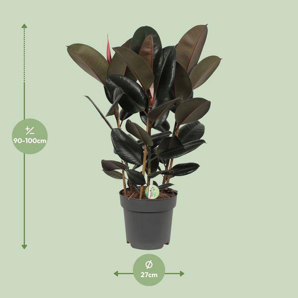 Feigenbaum - Ficus Abidjan - Zimmerpflanze - Ø27cm - ↕90cm