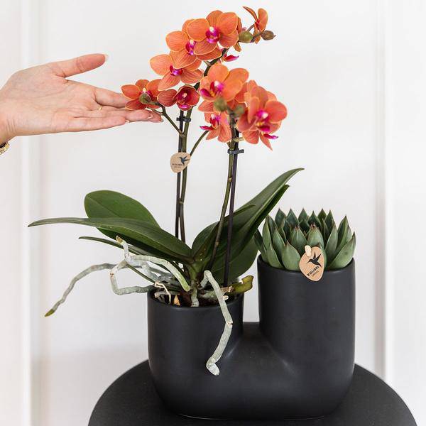 Bolzano Orchidee Orange & Sukkulente Miranda im schwarzen dekorativen Röhrentopf Ø9cm – Duo-Topf – Zimmerpflanze – stilvolle Geschenkidee