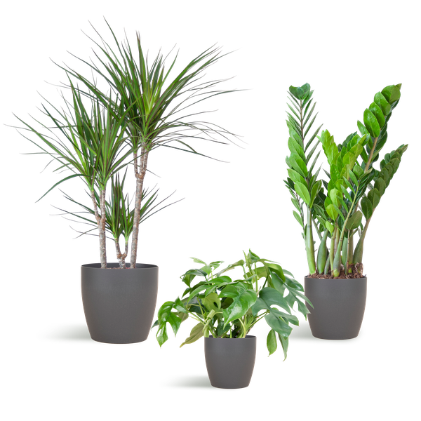 Schatten-Pflanzset – Zimmerpflanzen im Viber Topf Grau – Monstera, Zamioculcas & Dracaena – Halbschatten geeignet – Komplettset für Wohnzimmer & Büro