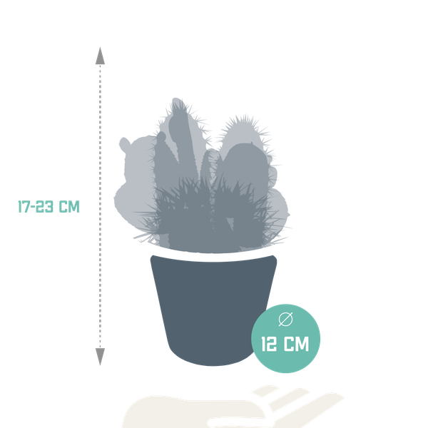Kaktus Mix - 10,5 cm - 3 Stück - Zimmerpflanze - im Übertopf