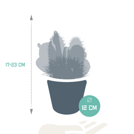 Kaktus Mix - 10,5 cm - 3 Stück - Zimmerpflanze - im Übertopf