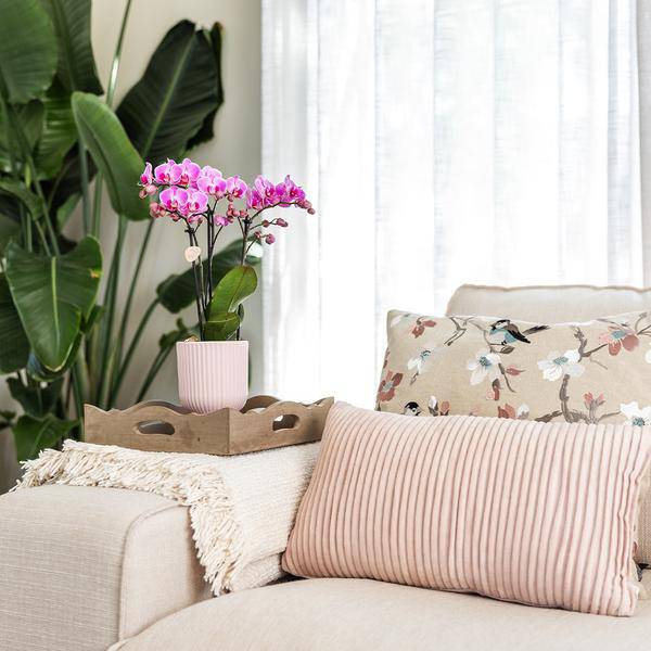 Topf Diabolo Rosa - Ø12cm