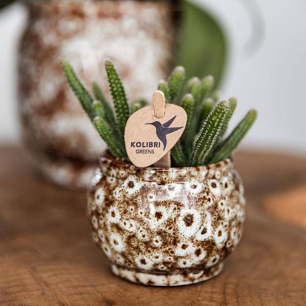 Kombi-Angebot Safari Ziertöpfe 3er Set – Ø6cm, Ø9cm & Ø12cm – Stilvolle Pflanztöpfe für Zimmerpflanzen – Exotisches Dschungel-Design