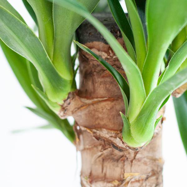 Dracaena Janet Lind 95cm – Drachenbaum Zimmerpflanze Ø21cm – pflegeleichte grüne Pflanze mit Viber Topf Grau – luftreinigende Pflanze für Wohnzimmer & Büro