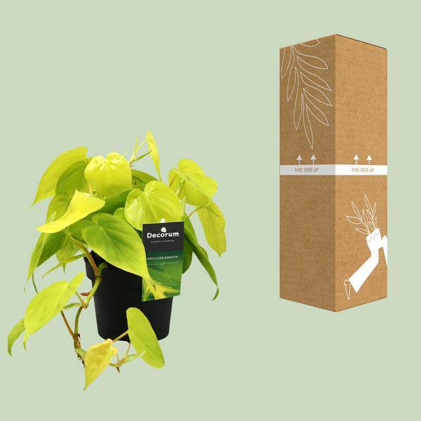 Baumfreund - Philodendron Lime - Zimmerpflanze - Ø12cm - ↕20cm