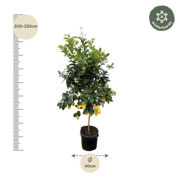 Zitronenbaum – Citrus Calamondin – Zitruspflanze 200cm – Ø40cm – Immergrüne Kübelpflanze mit duftenden Blüten & Früchten – Mediterraner Zitronenbaum für Garten, Terrasse & Wintergarten