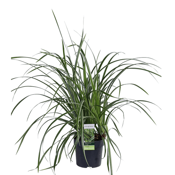 Weißrandige Segge – Carex morrowii 'Icedance' – Immergrünes Ziergras – Winterhart & pflegeleicht – Ø14 cm Topf – Ca. 30 cm hoch – Für Beete, Rabatten & Pflanzkübel