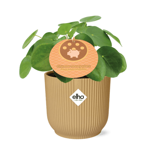 Chinesischer Geldbaum – Pilea Peperomioides – pflegeleichte Zimmerpflanze mit dekorativen runden Blättern – Ø12cm + Topf Vibes Fold 14cm Gelb – luftreinigende Glückspflanze für Zuhause & Büro