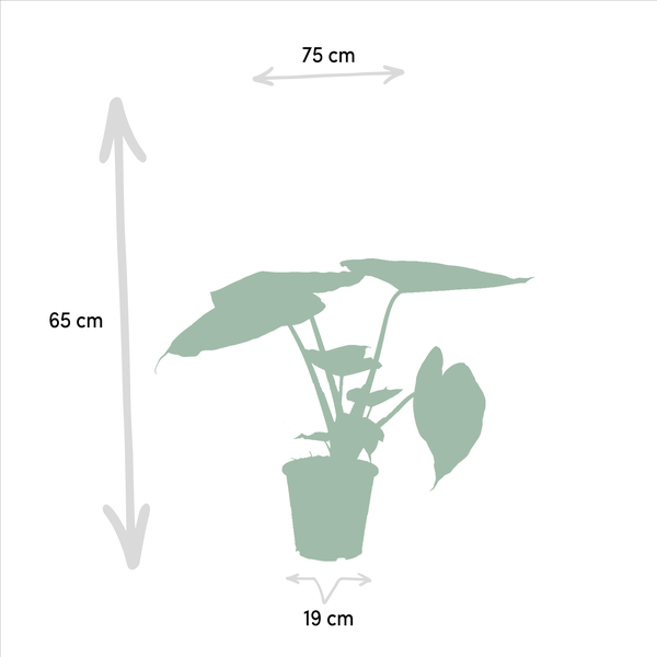 Pfeilblatt - Alocasia Cucullata - Ø19cm - ↕60cm + Alocasia Wentii - Ø19cm - ↕60cm
