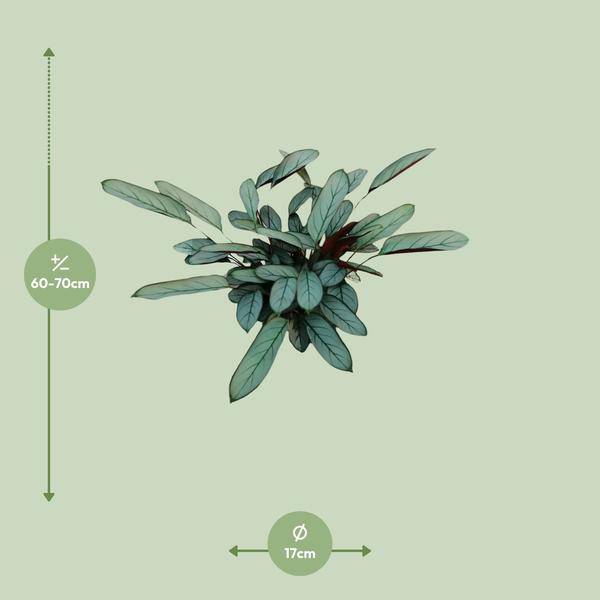 Bamburanta - Ctenanthe Oppenheimiana - Zimmerpflanze - Ø17cm - ↕70cm