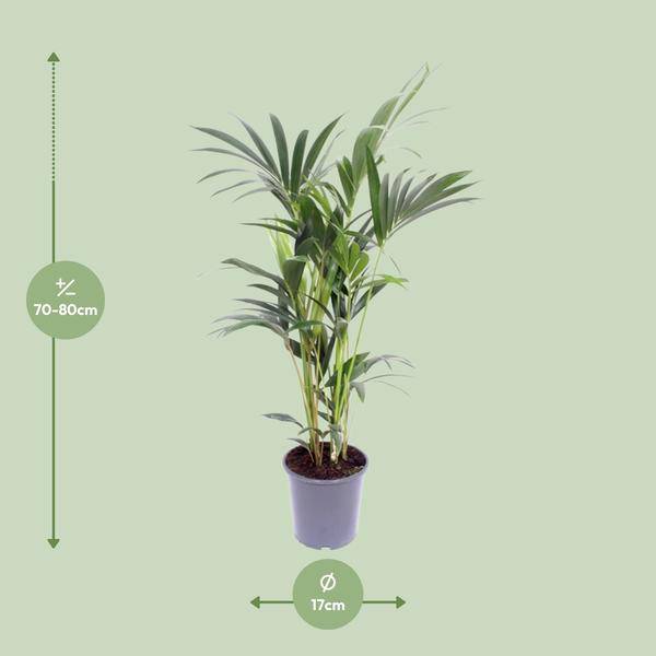 Kentia-Palme - Howea Forsteriana - Zimmerpflanze - Ø17cm - ↕75cm