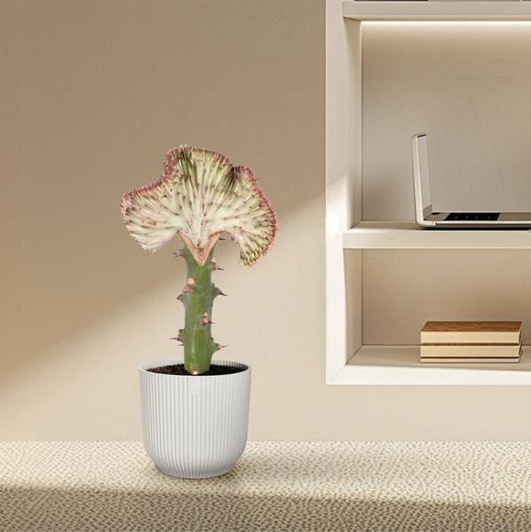 Euphorbia lactea Cristata Rot – Korallen-Wolfsmilch – Zimmerpflanze ca. 35cm – ø12cm – Exotische Sukkulente in Korallenform – Pflegeleichte Kaktuspflanze für sonnige Standorte